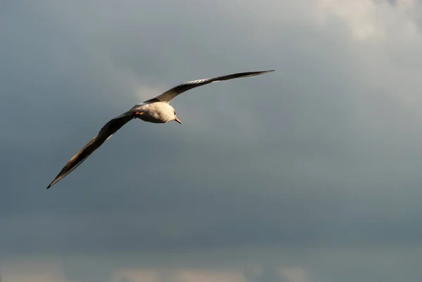 Gaviota Vuelo Atardecer Santa Margherita Ligure — Foto de Stock