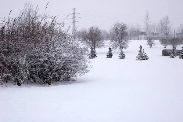 Escena Invernal Árboles Rama Con Nieve Del Cielo — Foto de Stock