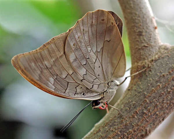 Close Bug Natureza Selvagem — Fotografia de Stock