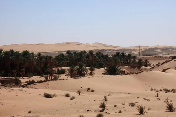 Oasen Der Sahara — Stockfoto