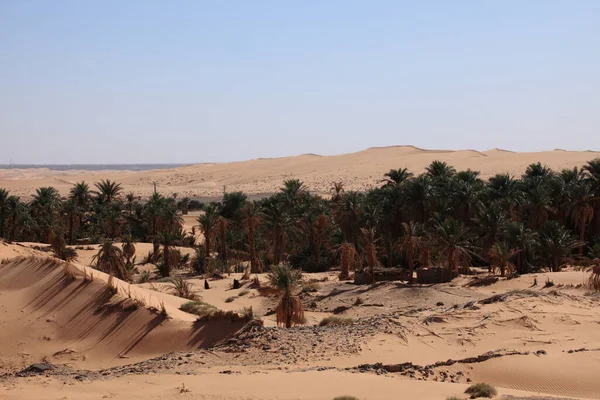 Oasis Del Sahara — Foto de Stock