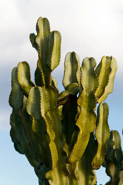 Planta Tropical Cacto Flora Botânica — Fotografia de Stock