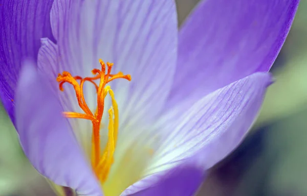 Крокус Цветы Весенняя Флора — стоковое фото