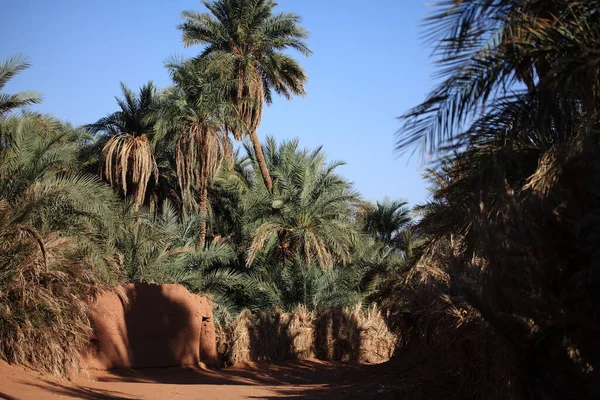 Oasis Del Sahara —  Fotos de Stock