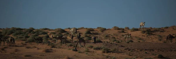 Cammelli Del Sahara — Foto Stock