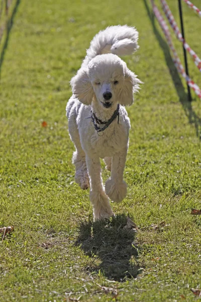 Köpek Yarışında Beyaz Kaniş — Stok fotoğraf