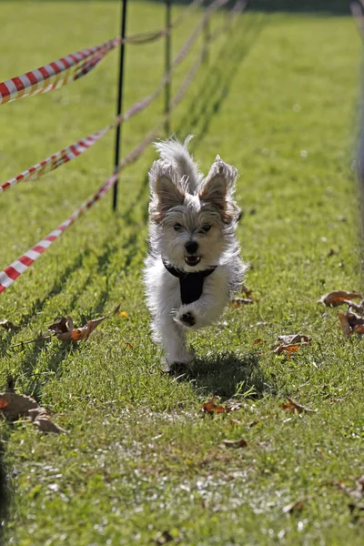 Petit Chien Dans Une Course Chiens — Photo