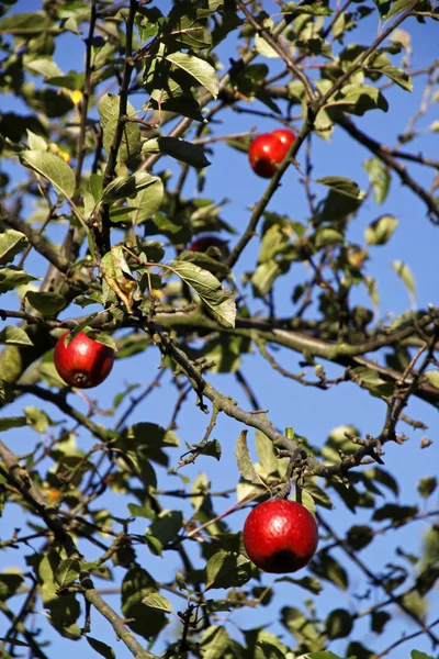 Mele Rosse Albero Mele — Foto Stock