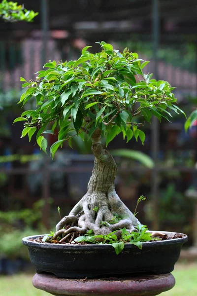 Bonsai Árvore Planta Crescimento — Fotografia de Stock