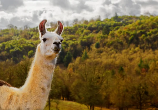 Lama Branco Marrom Contra Cores Árvore Queda Céu Tempestuoso — Fotografia de Stock