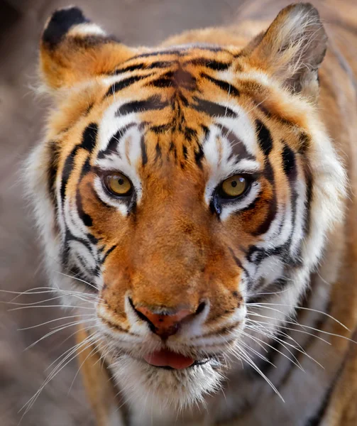 Primer Plano Tigre Rayas Blancas Marrones Negras — Foto de Stock