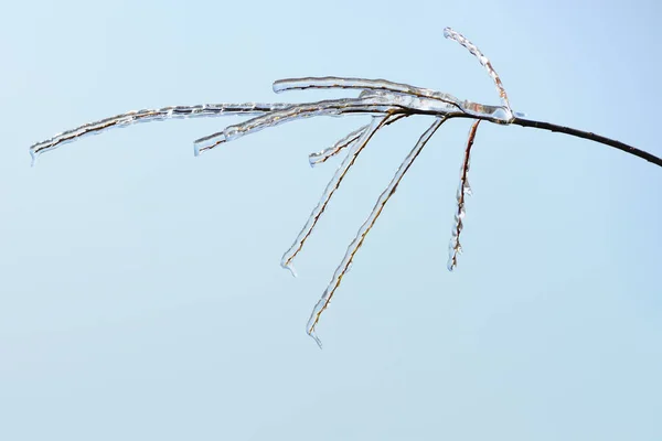Icy Tree Branches Winter — Stock Photo, Image
