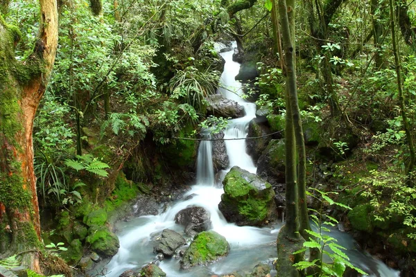 Lindo Russel Falls Respingo Para Baixo Field National Park Tasmânia — Fotografia de Stock