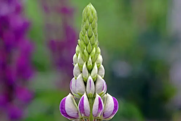 Fleurs Lupin Colorées Pétales — Photo