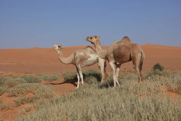 Kamele Der Sahara — Stockfoto