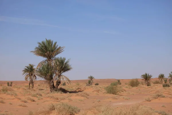Оазисы Сахары — стоковое фото