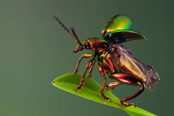 Escarabajo Rana Arco Iris Principio — Foto de Stock