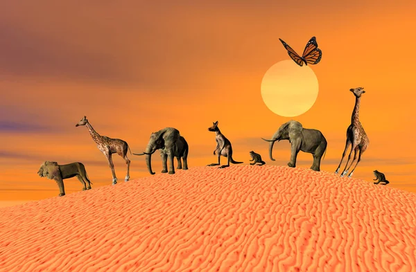 Camello Desierto —  Fotos de Stock