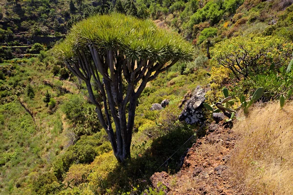 Ejderha Ağacı Doğa Bitki Örtüsü — Stok fotoğraf