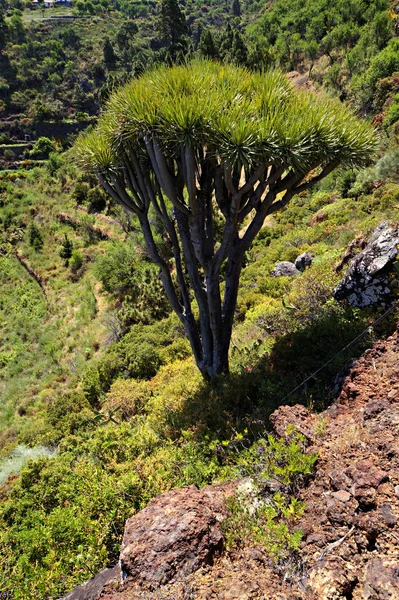 Árvore Dragão Flora Natureza — Fotografia de Stock