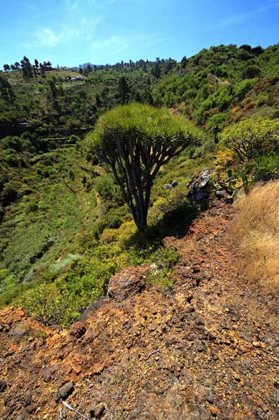 Drakenboom Natuur Flora — Stockfoto