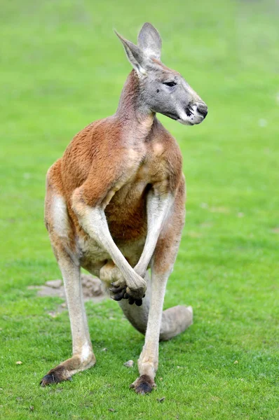 Closeup Red Kangaroo Macropus Rufus Standing Grass — Stockfoto
