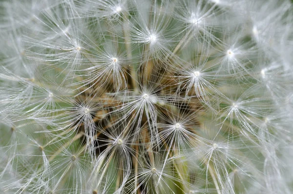 Makro Der Textur Von Löwenzahn — Stockfoto