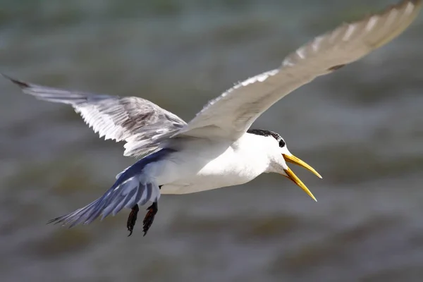 Gaivota Mar Austrália — Fotografia de Stock