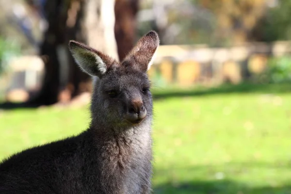Kanguru Hayvanı Avustralya Hayvanı — Stok fotoğraf