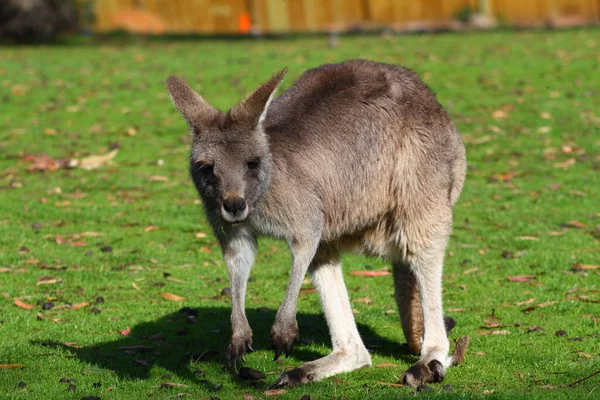 Kangoeroe Dier Australisch Dier — Stockfoto