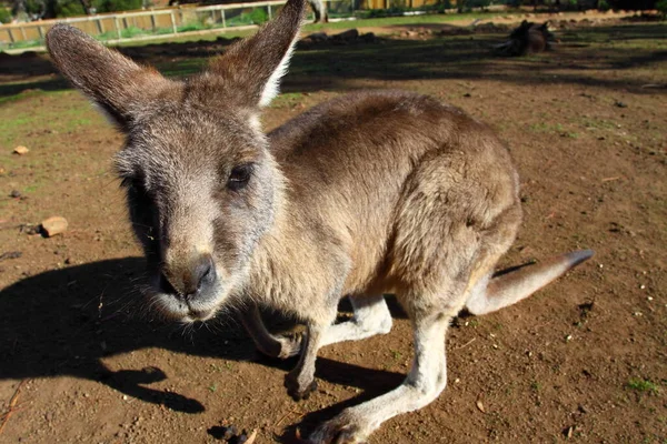 Kangaroo ออสเตรเล — ภาพถ่ายสต็อก