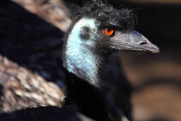 Retrato Emú Australia — Foto de Stock