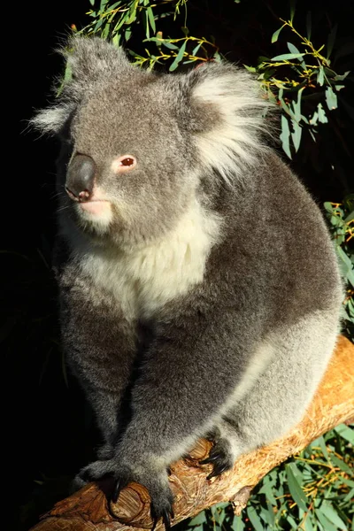 Koala Medve Vadon Élő Állat — Stock Fotó