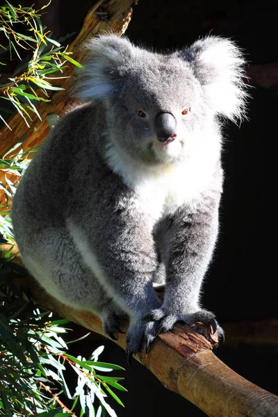 Koala Medve Vadon Élő Állat — Stock Fotó