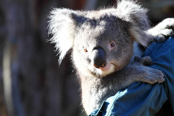 Koala Orso Fauna Selvatica Animale — Foto Stock