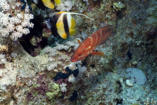 Christmas Tree Worm Red Sea — Stock Photo, Image