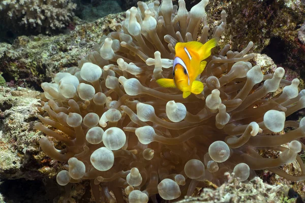 Підводне Життя Червоному Морі — стокове фото