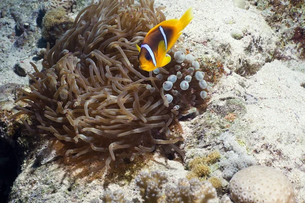 Unterwasserleben Roten Meer — Stockfoto