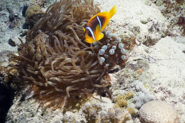 Undervattensliv Det Röda Havet — Stockfoto