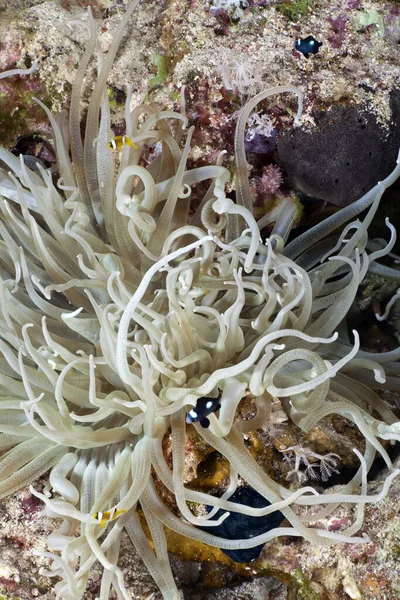 Indo Pazifik Feldwebel Roten Meer — Stockfoto