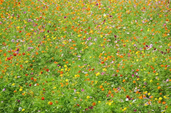 Een Veld Van Kosmos Bloemen Cosmea Japan — Stockfoto