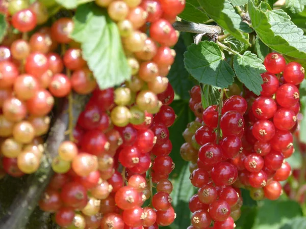 Vendemmia Autunnale Selettiva — Foto Stock