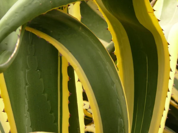 Beautiful Botanical Shot Natural Wallpaper Stock Photo