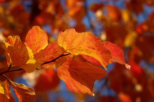 Coloración Romántica Autumnal Las Hojas Árbol — Foto de Stock
