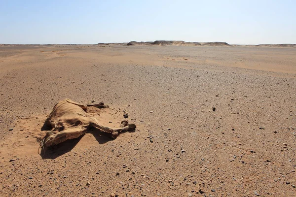 Malowniczy Widok Przyrodę Saharze — Zdjęcie stockowe