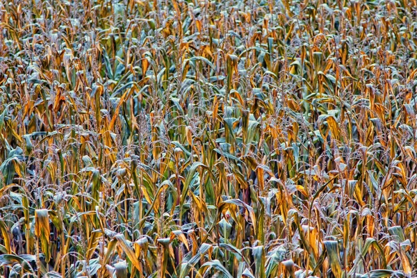 Vista Campo Milho Conceito Agricultura — Fotografia de Stock