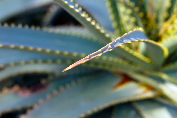 Aloe Vera Yeşil Çiçek Yaprakları — Stok fotoğraf