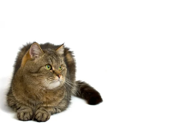 Gato Fofo Cinza Está Olhando Para Lado — Fotografia de Stock