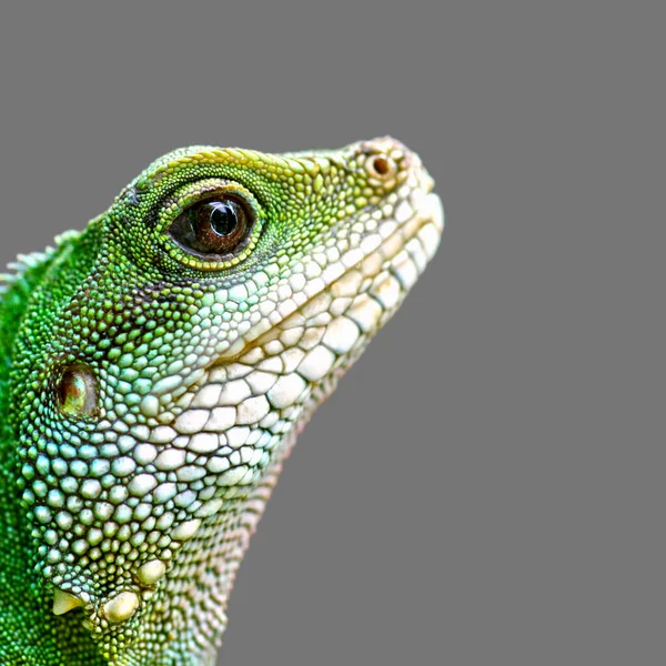 Lézard Animal Reptile Tropical — Photo