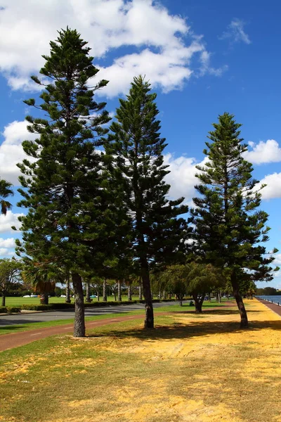 Drzewo Araucaria Perth Australia — Zdjęcie stockowe